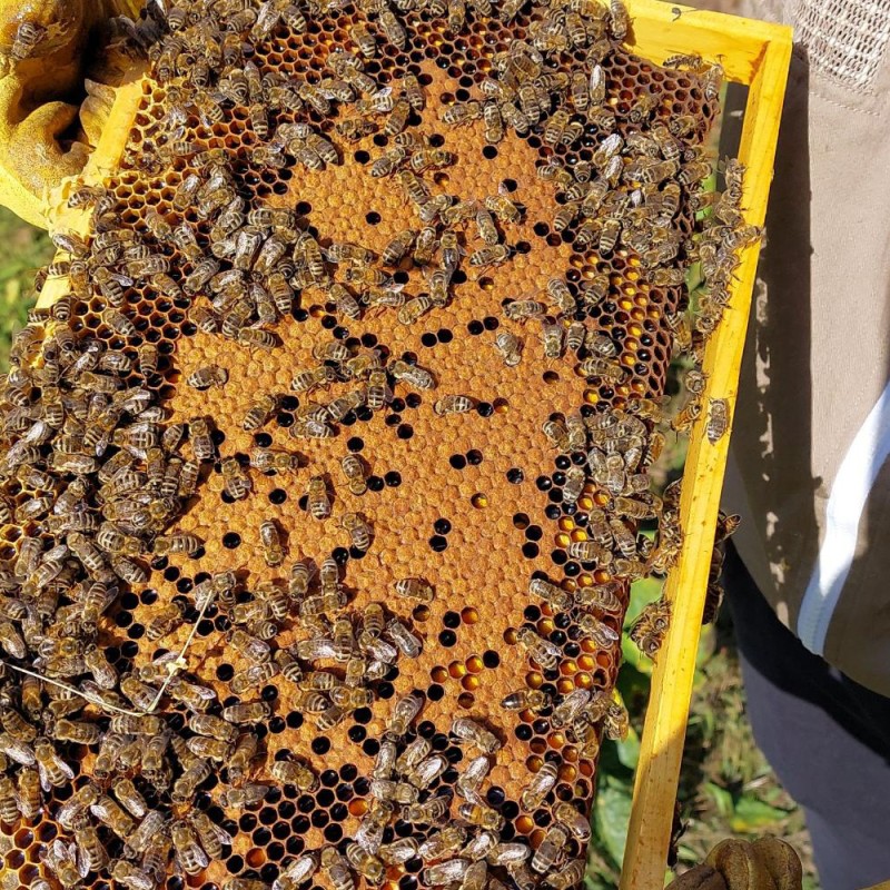 10 Stück handgegossene Teelichter aus Bienenwachs