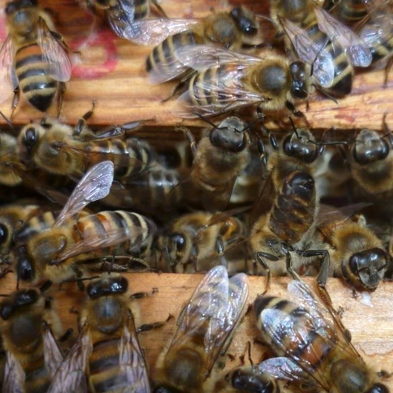 10 Stück handgegossene Teelichter aus Bienenwachs