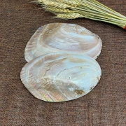 Perlmutt-Muschel mit Perlen